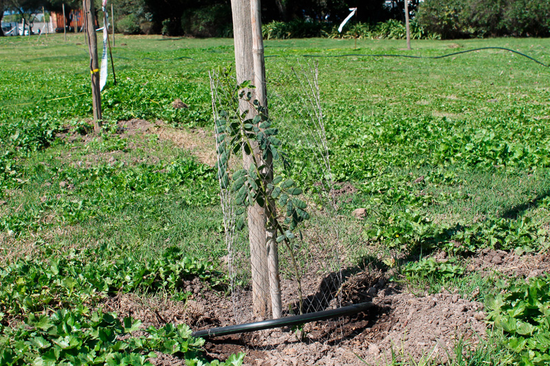 Plan de arborización BSF busca plantar 3.000 árboles en centros logísticos